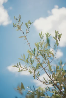 肯肯 – 蜂蜜1（86p）